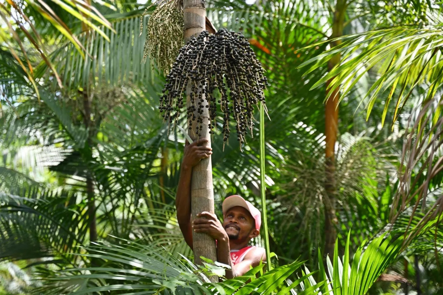 Açaí being harvested in Pará, Brazil
