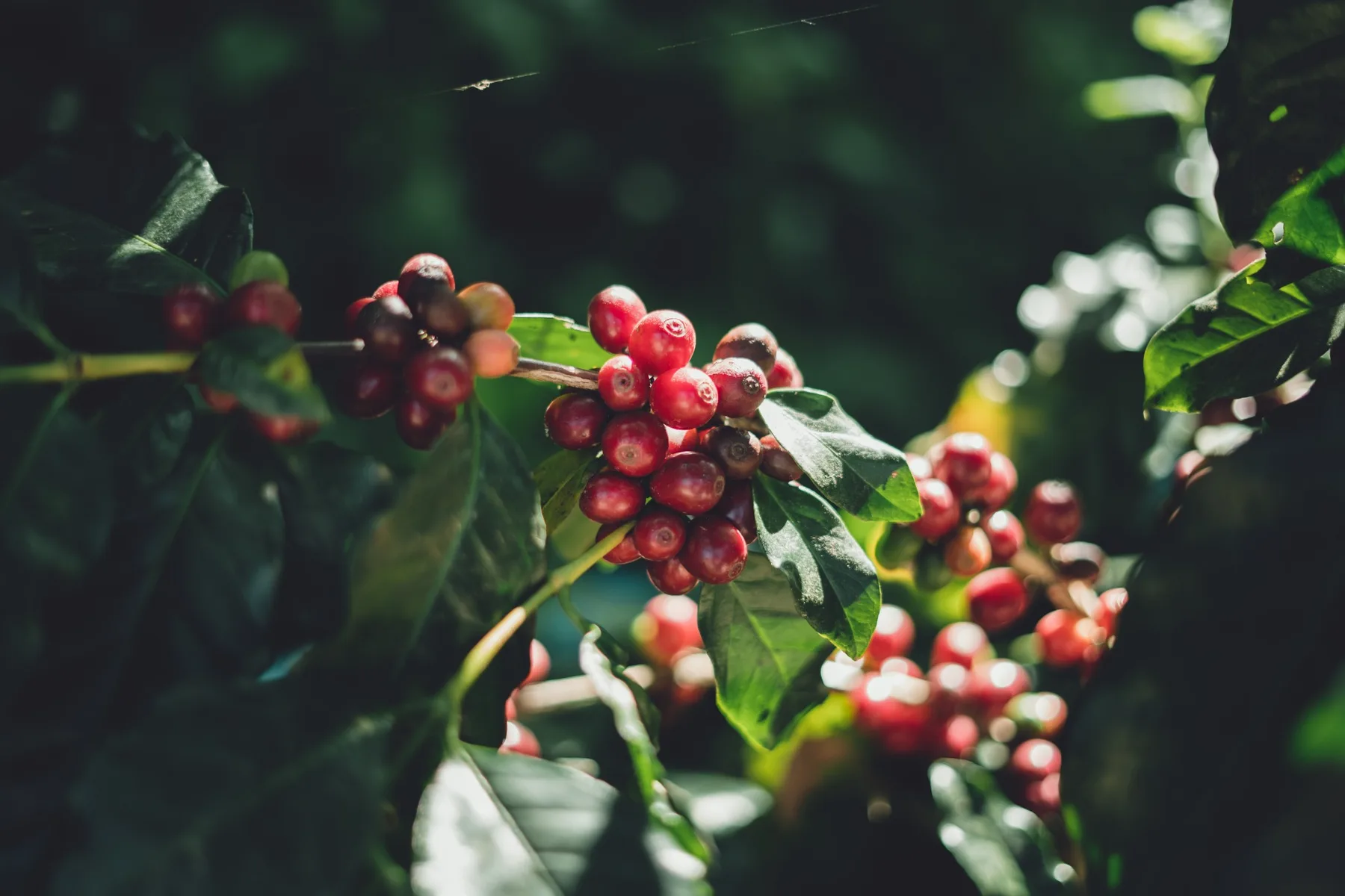 Ripe coffee cherries on a branch