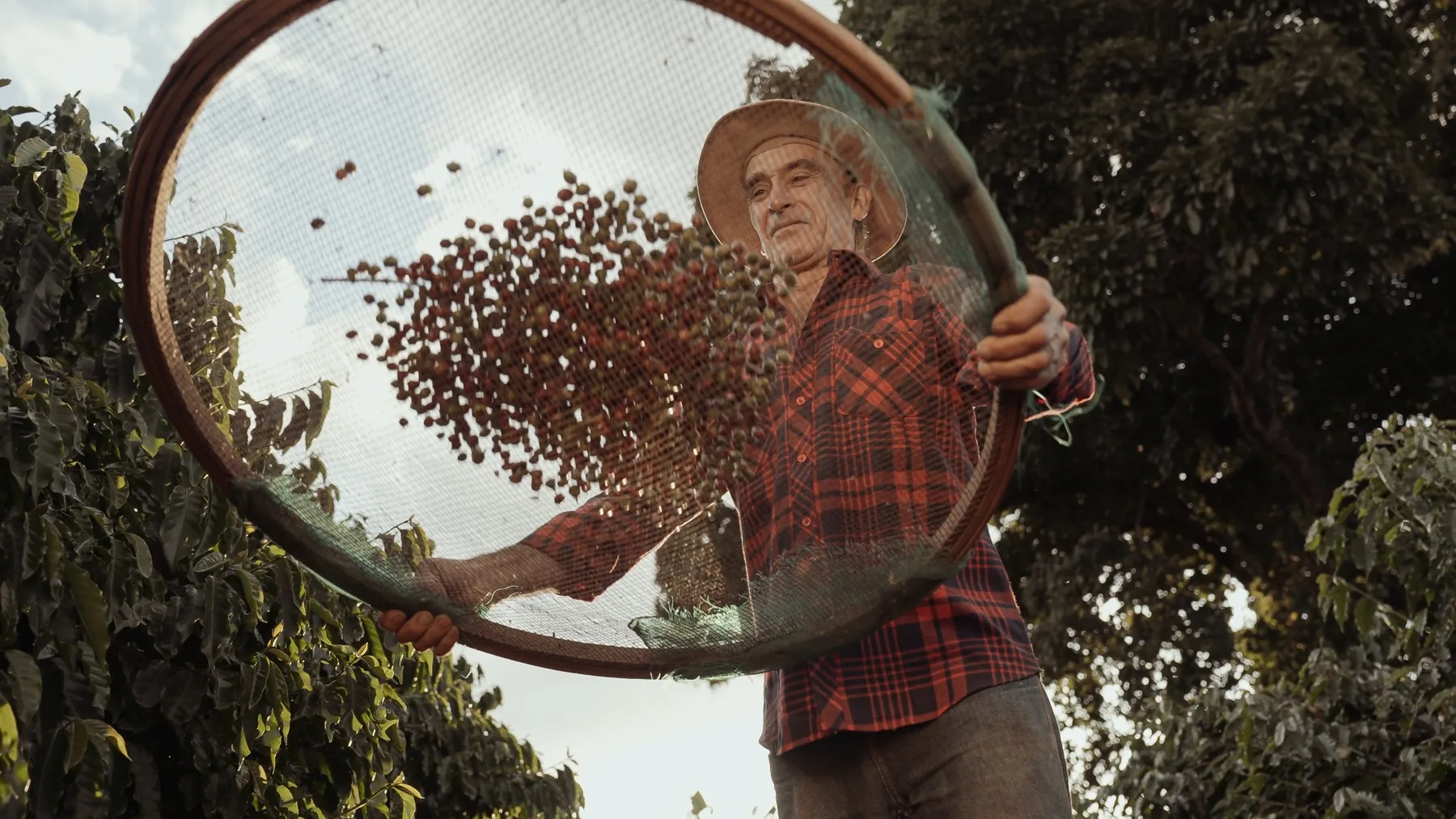 Coffee producer sorting harvested coffee