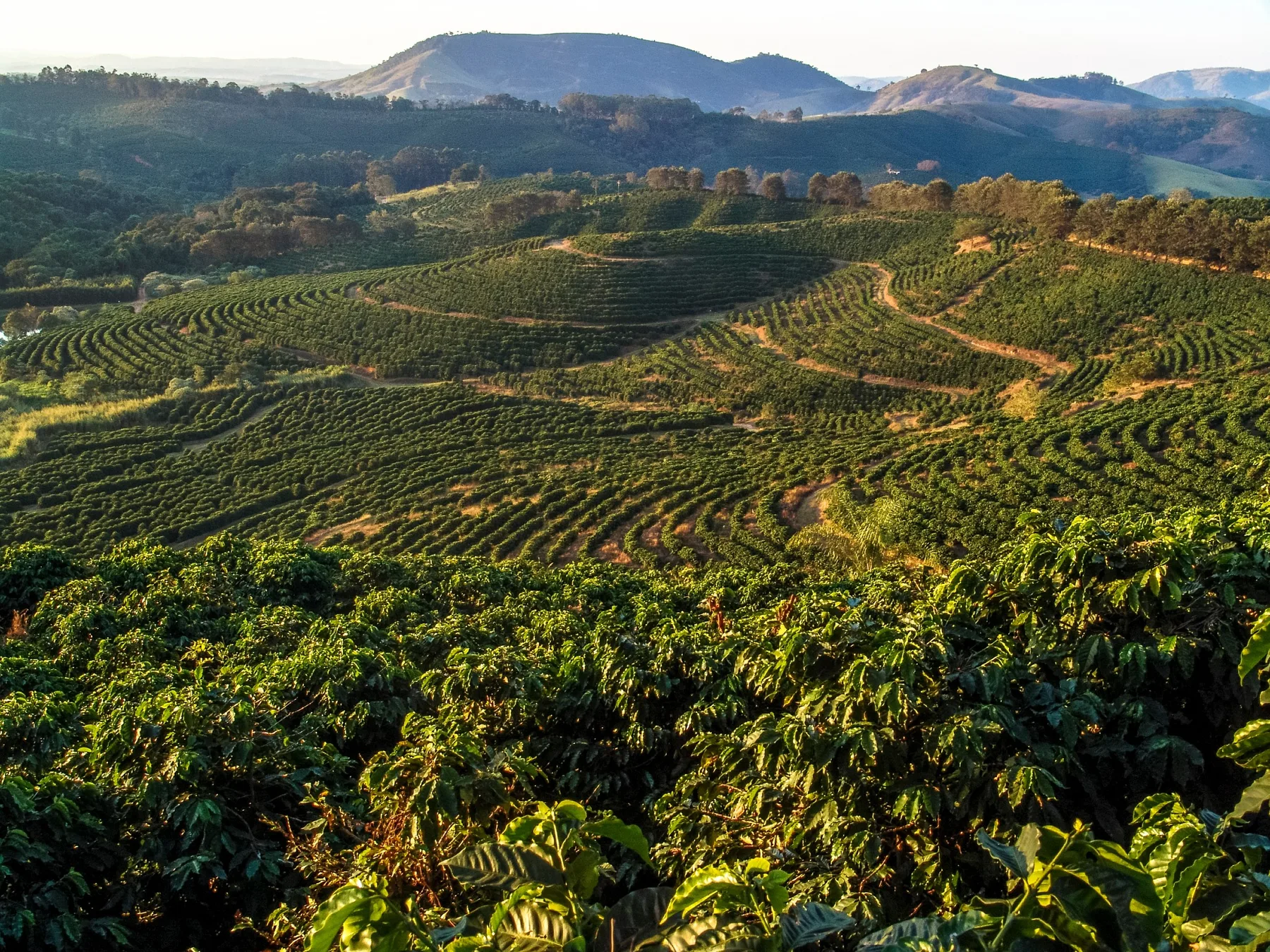 Coffee farms across the hills of Minas Gerais, Brazil